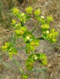 Euphorbia esula