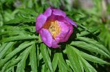 Paeonia anomala