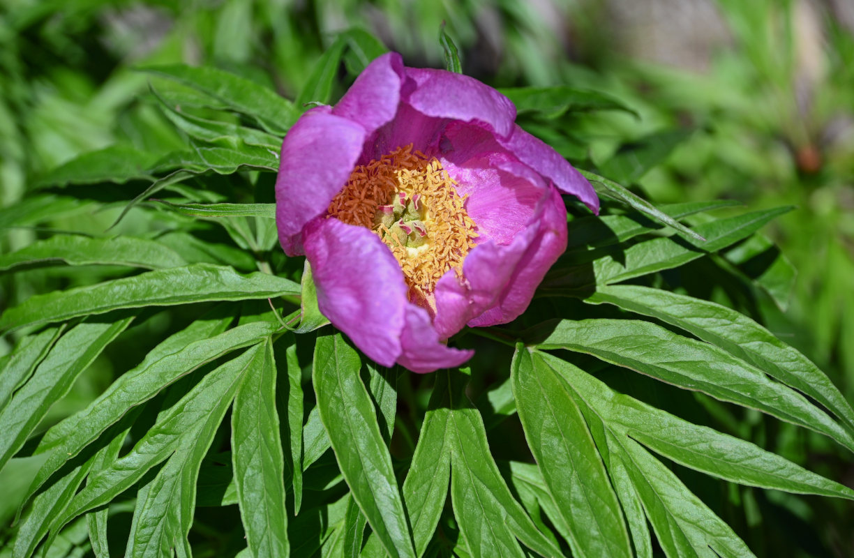 Изображение особи Paeonia anomala.