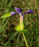 Vinca form argenteo-variegata