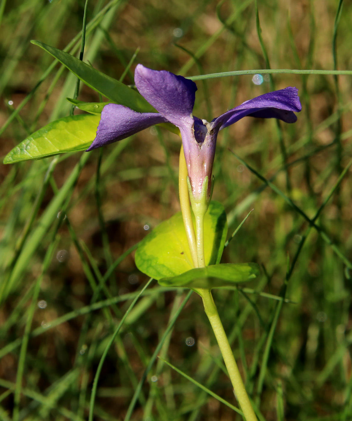 Image of Vinca minor f. argenteo-variegata specimen.