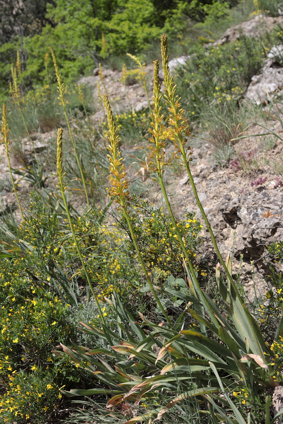 Изображение особи Eremurus jungei.