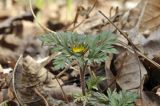 Adonis amurensis