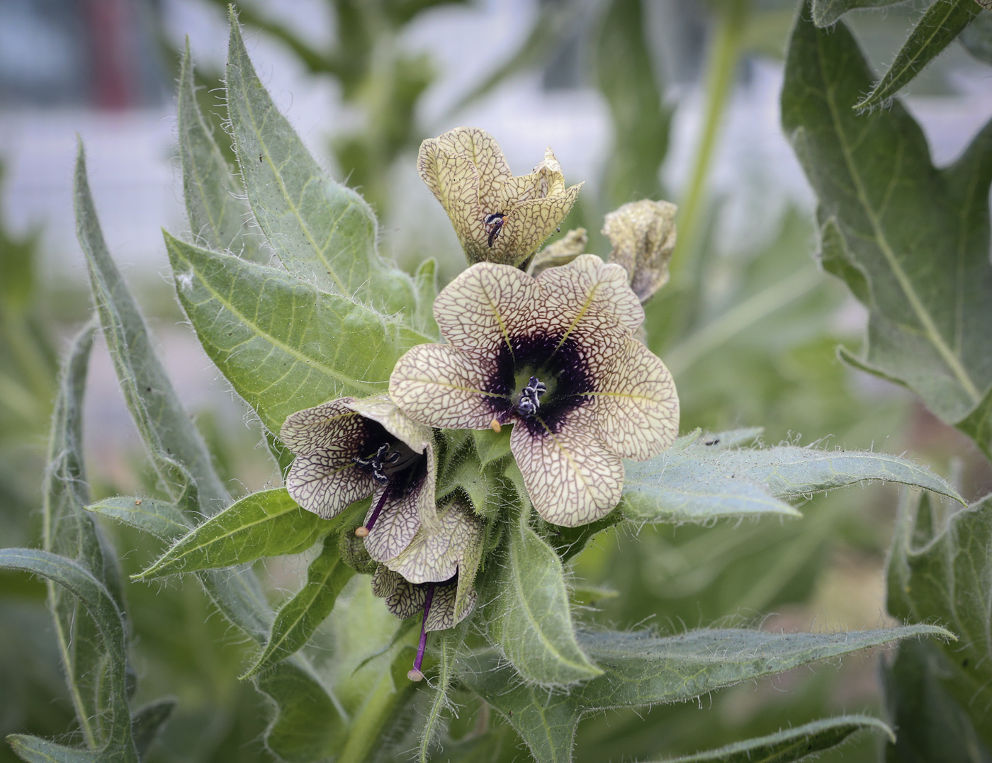 Изображение особи Hyoscyamus niger.