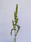 genus Rumex. Верхушка цветущего растения. Республика Молдова, пригород Кишинёва. 12 июня 2010 г.