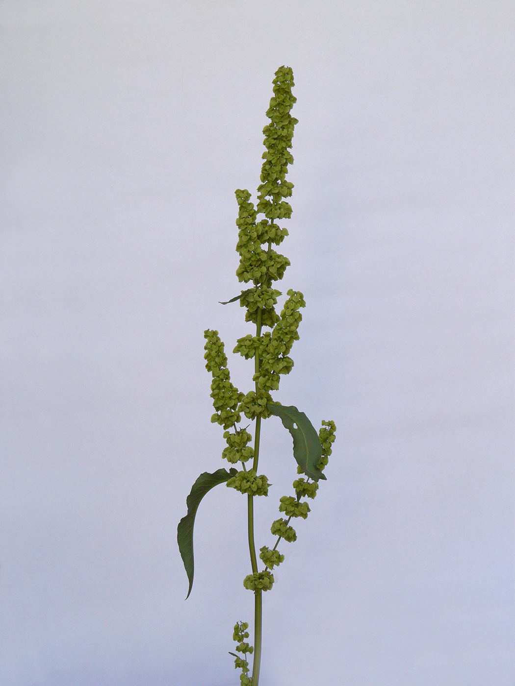 Image of genus Rumex specimen.