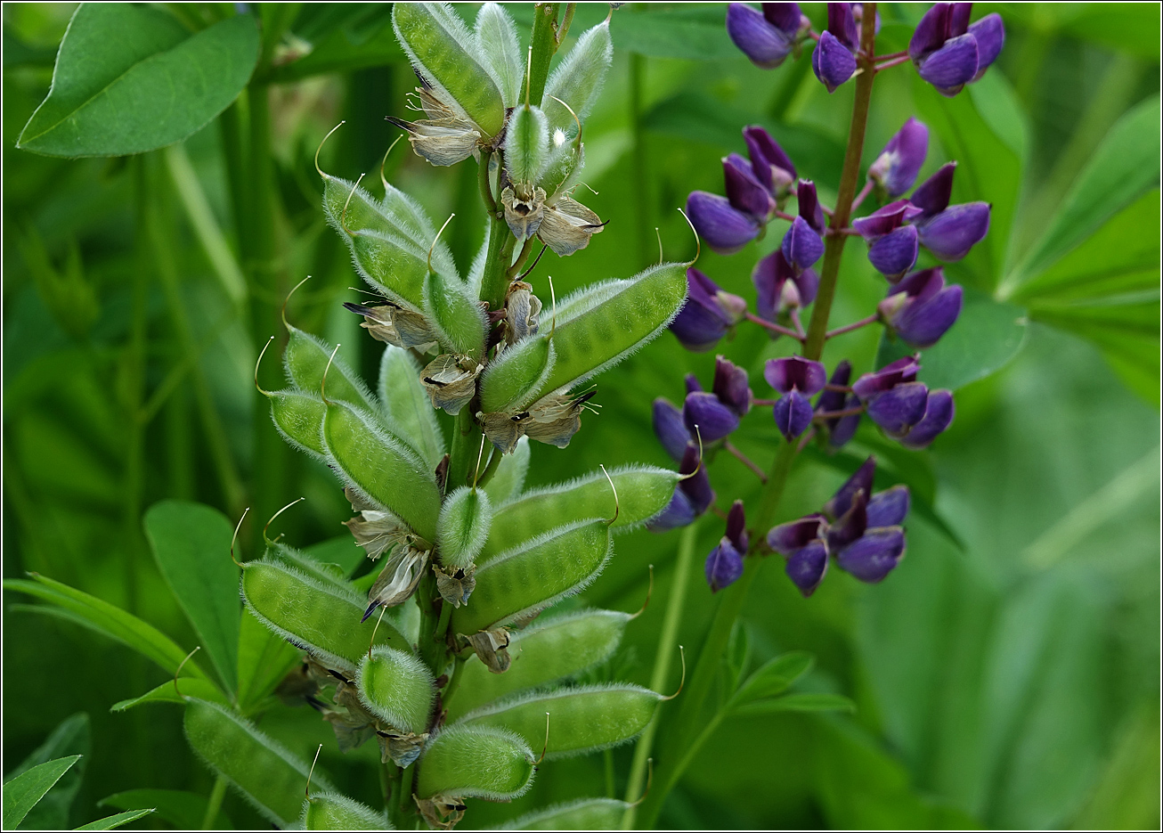 Image of Lupinus polyphyllus specimen.