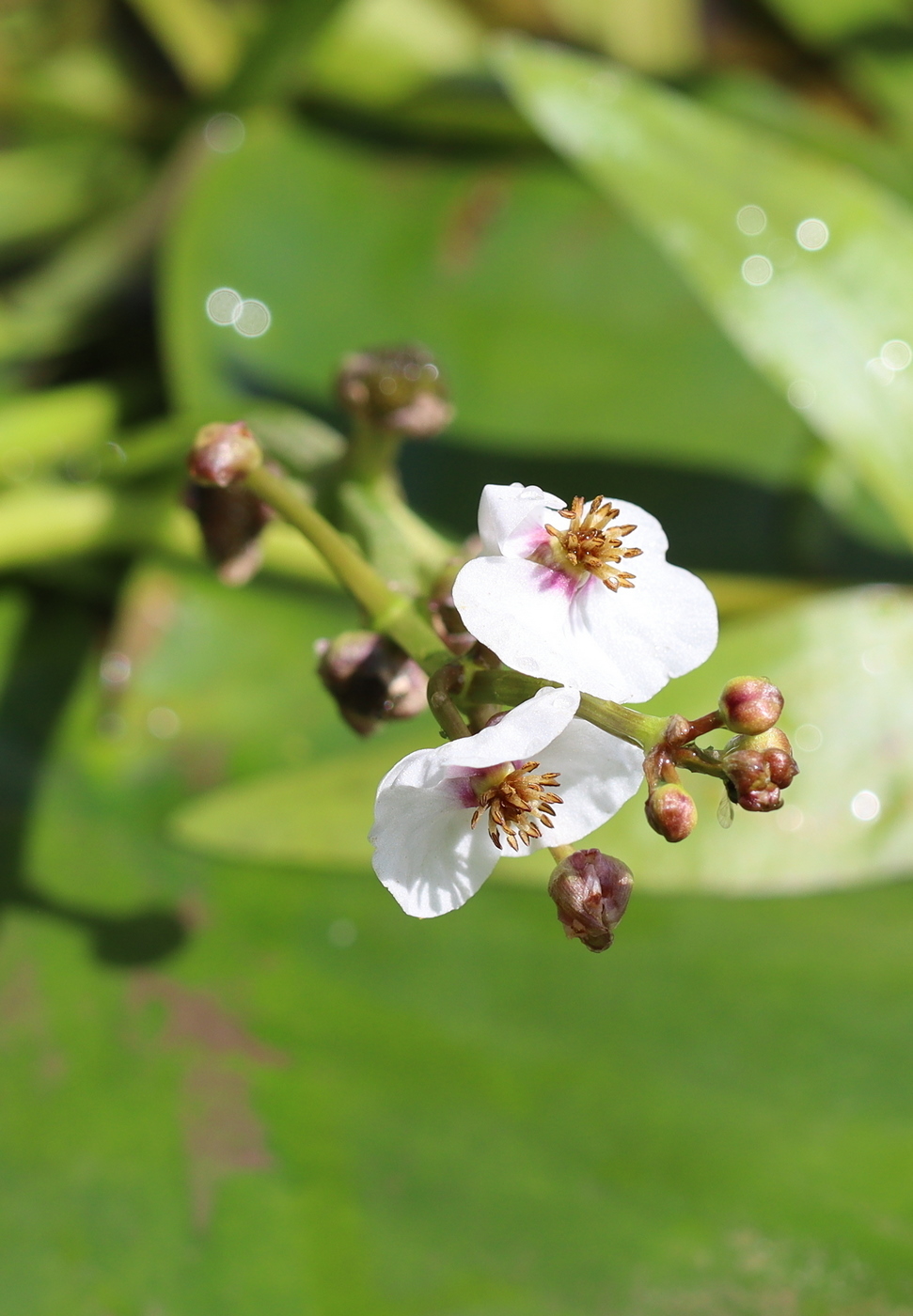 Image of Sagittaria sagittifolia specimen.