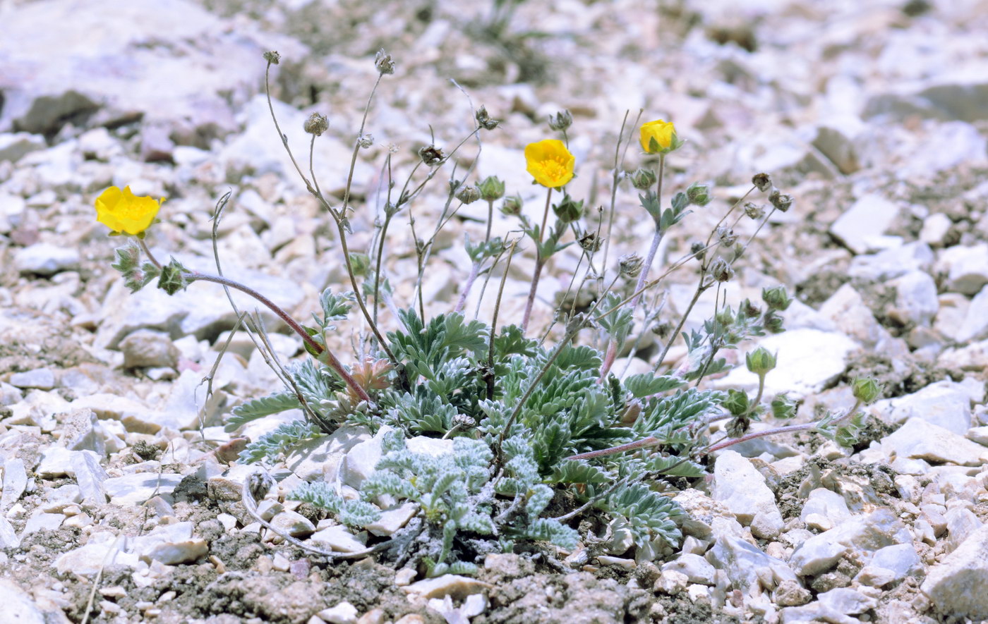Image of Potentilla pamiroalaica specimen.