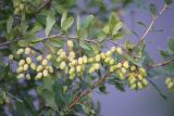 Berberis vulgaris