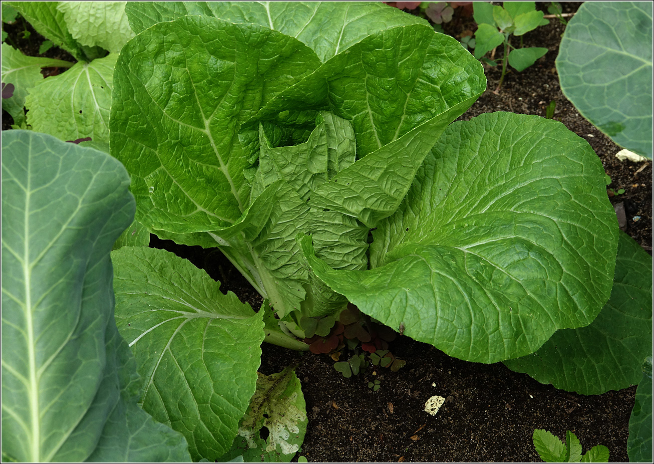 Изображение особи Brassica rapa ssp. pekinensis.