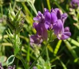 Medicago sativa