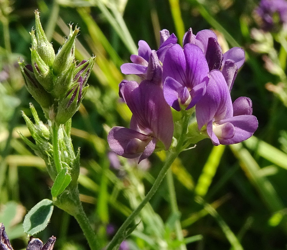 Изображение особи Medicago sativa.