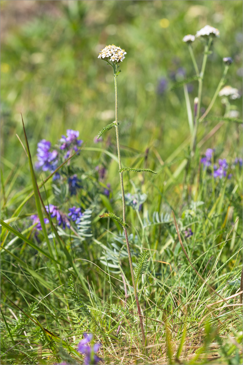 Image of Achillea apiculata specimen.