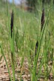 Carex melanostachya. Верхушки зацветающих растений. Ульяновская обл., Мелекесский р-н, окр. пос. Новая Майна, пойма сезонной реки Сухой Авраль, заболоченный солонцеватый луг. 07.05.2023.