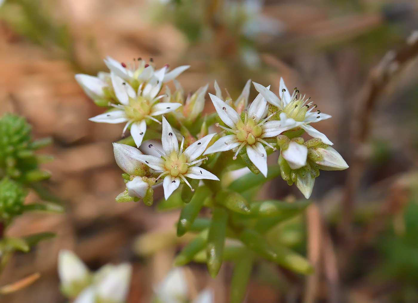 Изображение особи Sedum gracile.