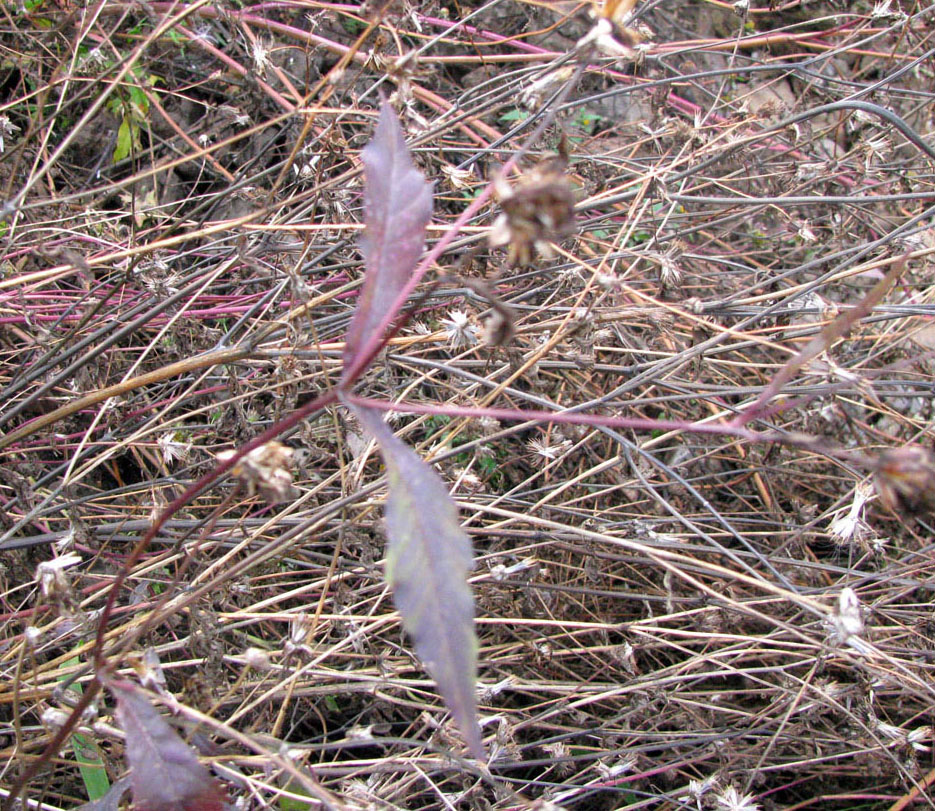 Image of Bidens connata specimen.