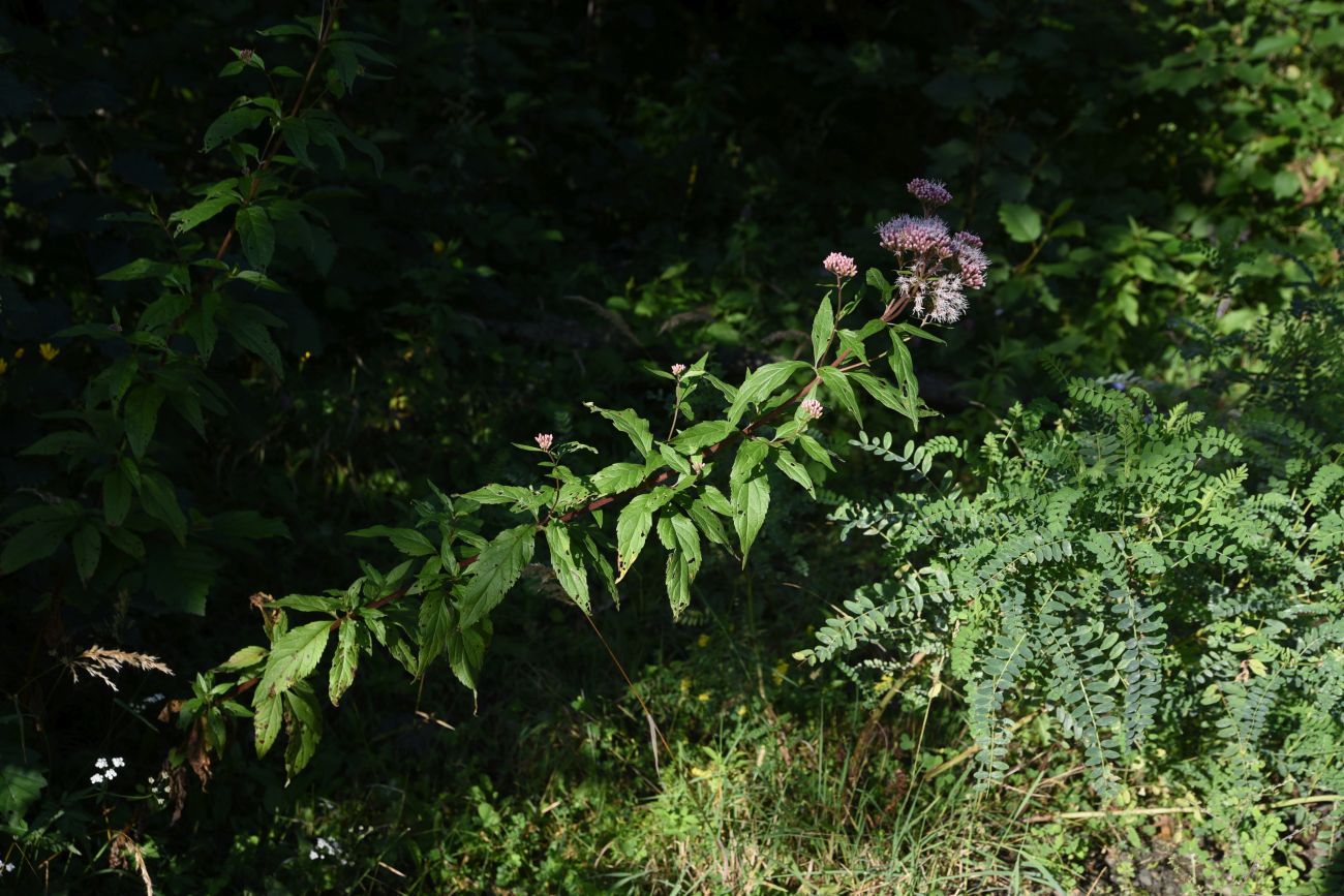 Image of Eupatorium cannabinum specimen.