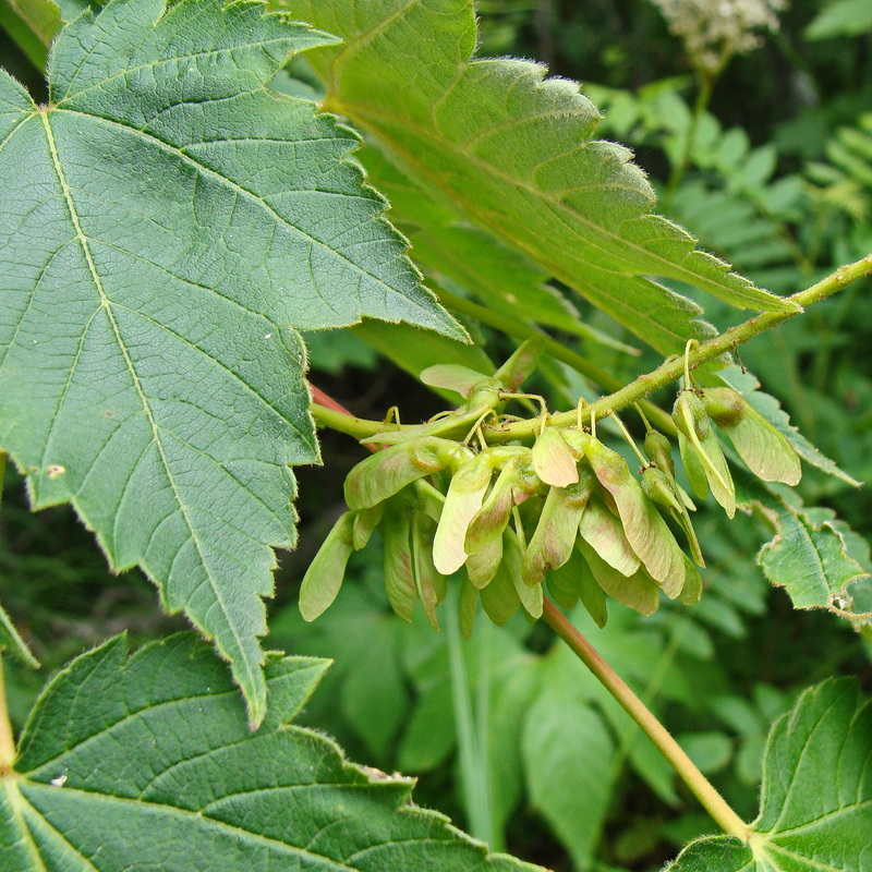 Image of Acer ukurunduense specimen.