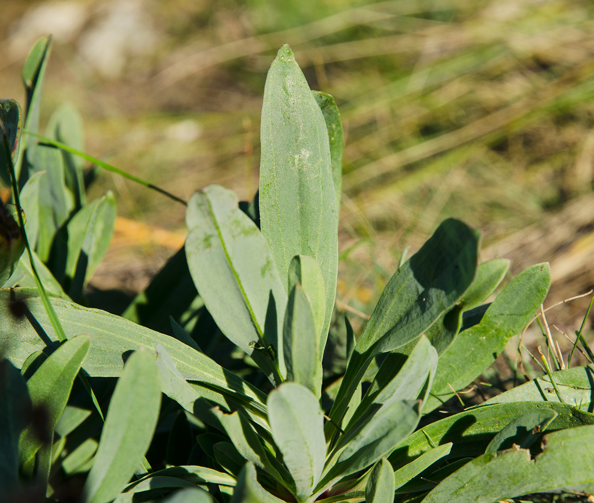 Image of Gypsophila altissima specimen.