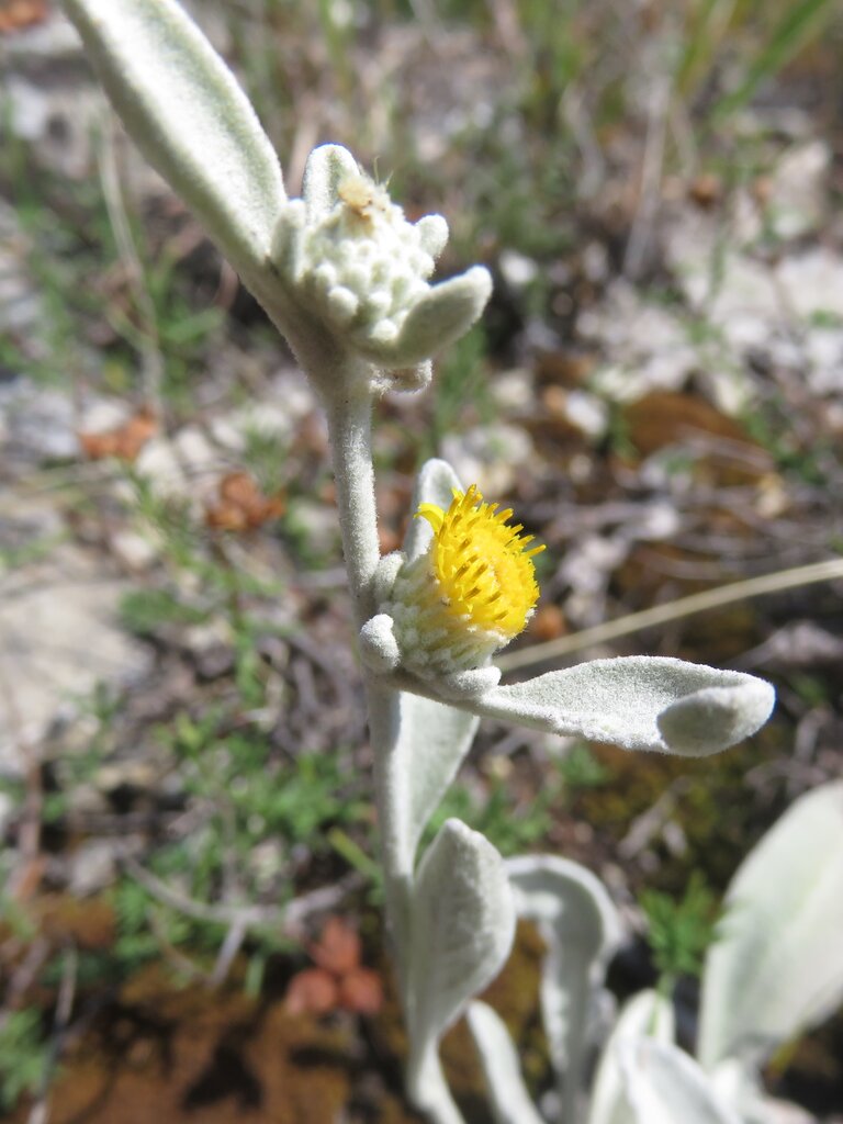 Изображение особи Inula aschersoniana.