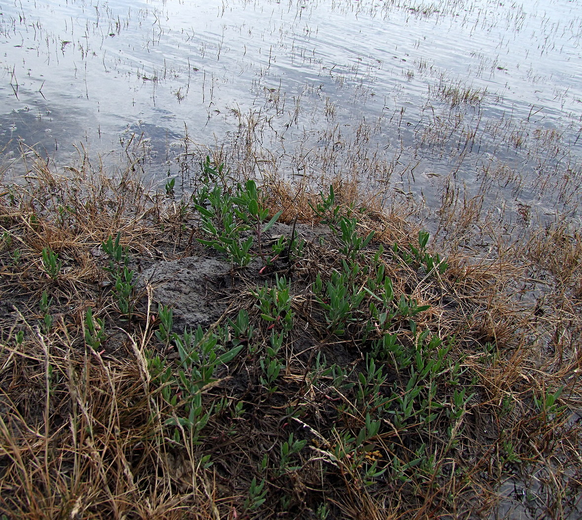 Image of Atriplex gmelinii specimen.