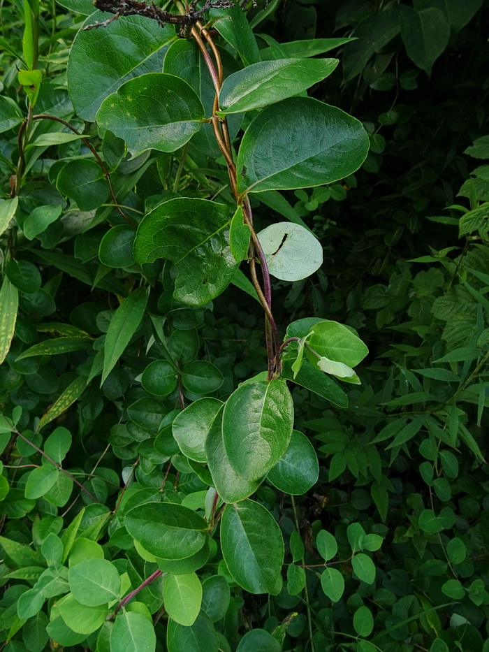 Изображение особи Lonicera periclymenum.