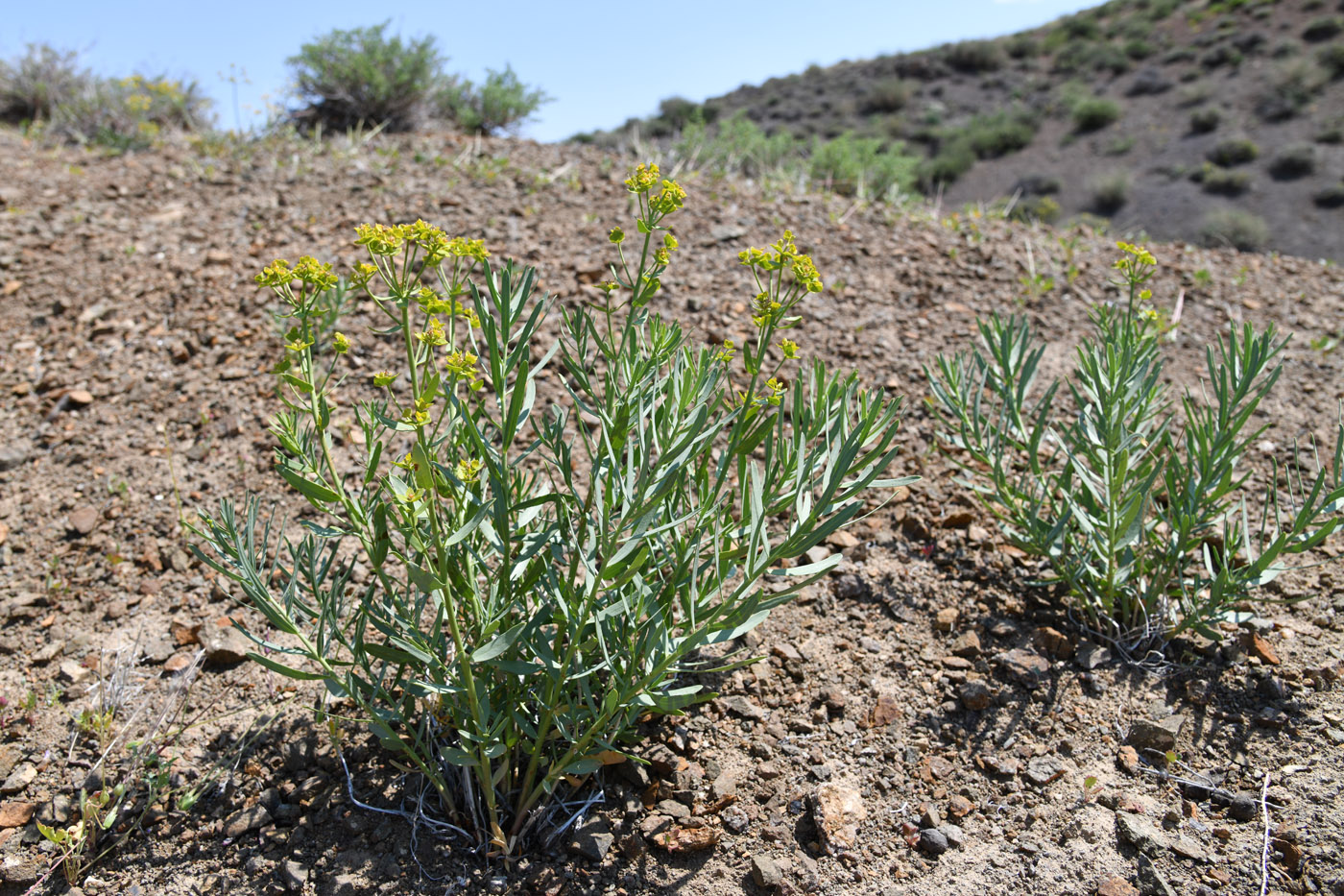 Image of genus Euphorbia specimen.