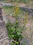 Verbascum marschallianum. Цветущее растение. Армения, обл. Арагацотн, с. Ахцк, ≈ 1000 м н.у.м., сухой склон, у развалин каменной стены. 20.06.2022.