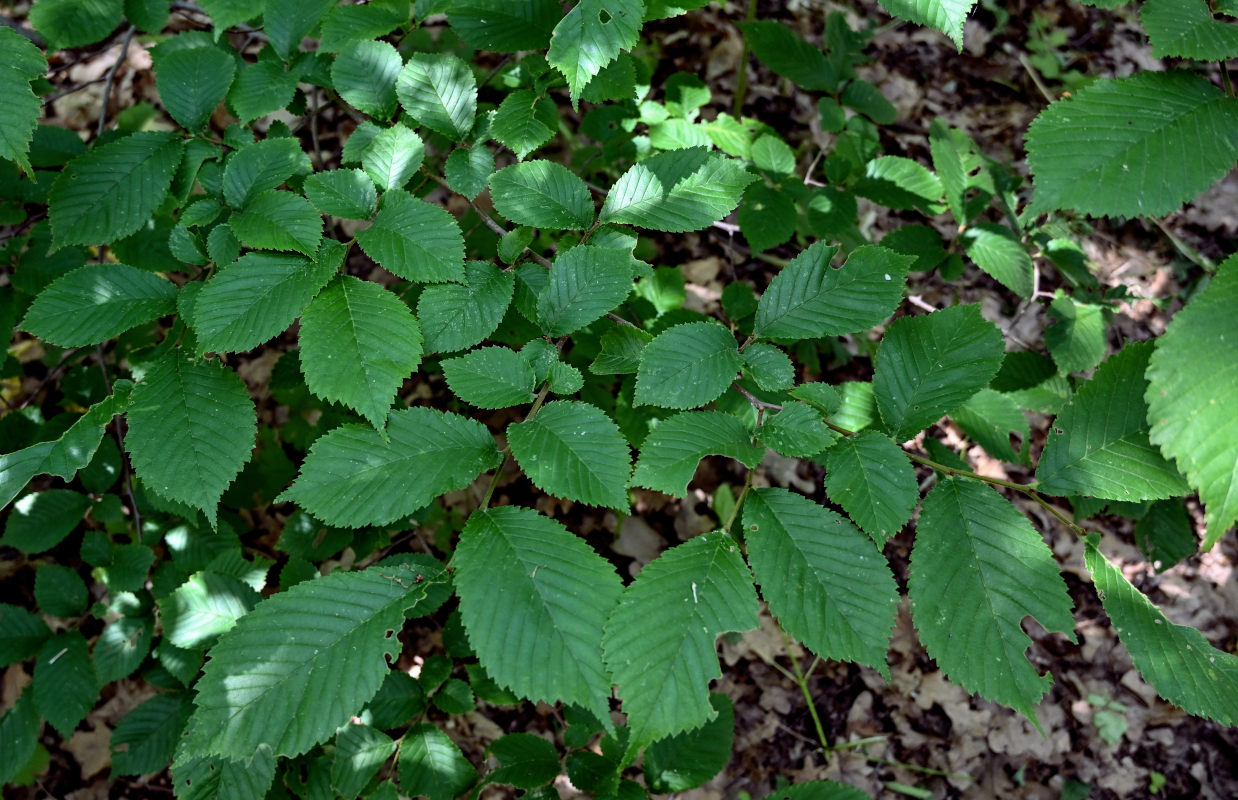 Изображение особи Ulmus glabra.