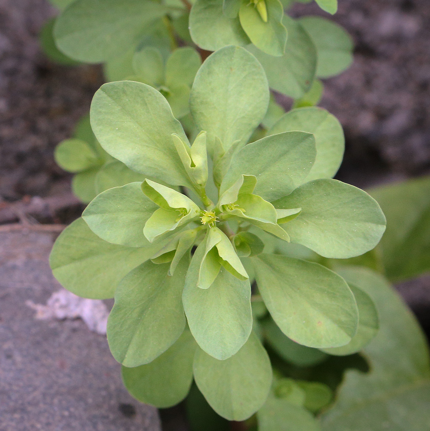 Изображение особи Euphorbia peplus.