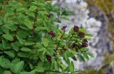 Spiraea beauverdiana