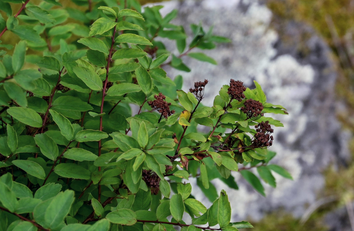 Изображение особи Spiraea beauverdiana.