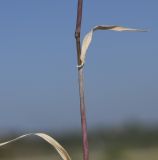 Hordeum leporinum