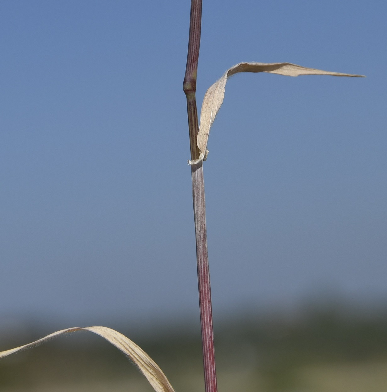 Изображение особи Hordeum leporinum.