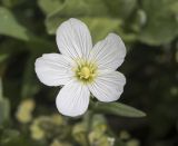 Cerastium bungeanum. Цветок. Киргизский хр., природный парк \"Ала-Арча\", дол. р. Ала-Арча, ок. 1500 м н.у.м., рудеральная растительность у шоссе. 03.05.2024.