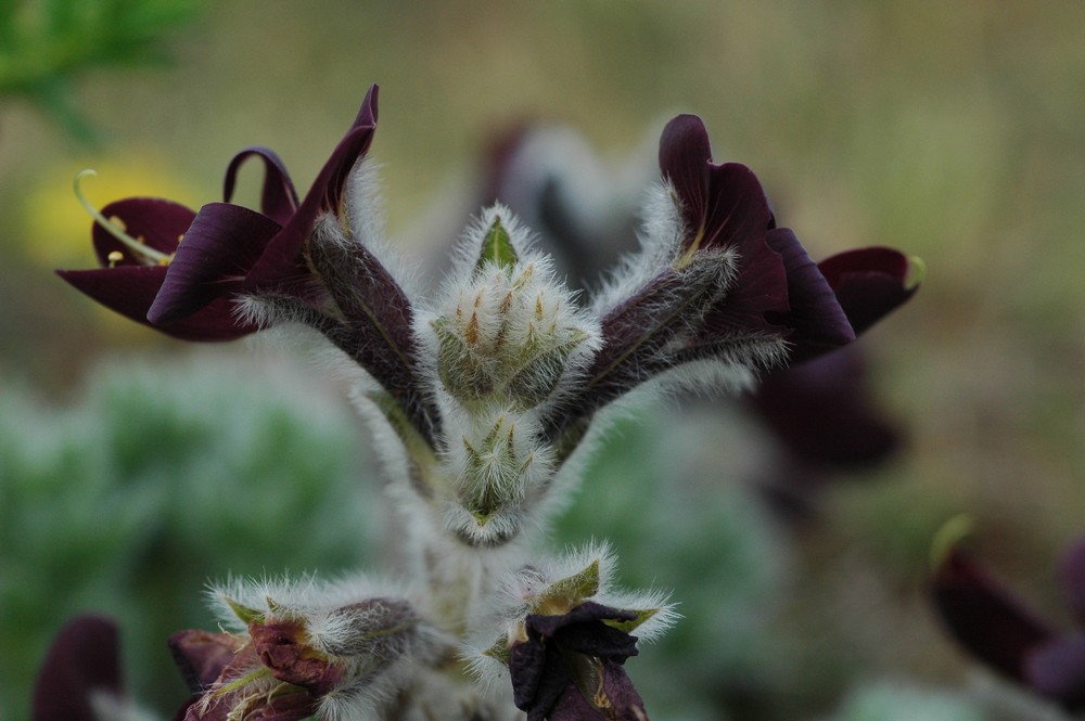 Image of Thermopsis barbata specimen.