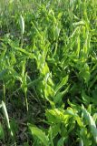 Polygonatum odoratum