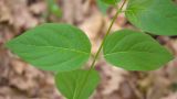 Vincetoxicum scandens