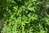 Pelargonium graveolens