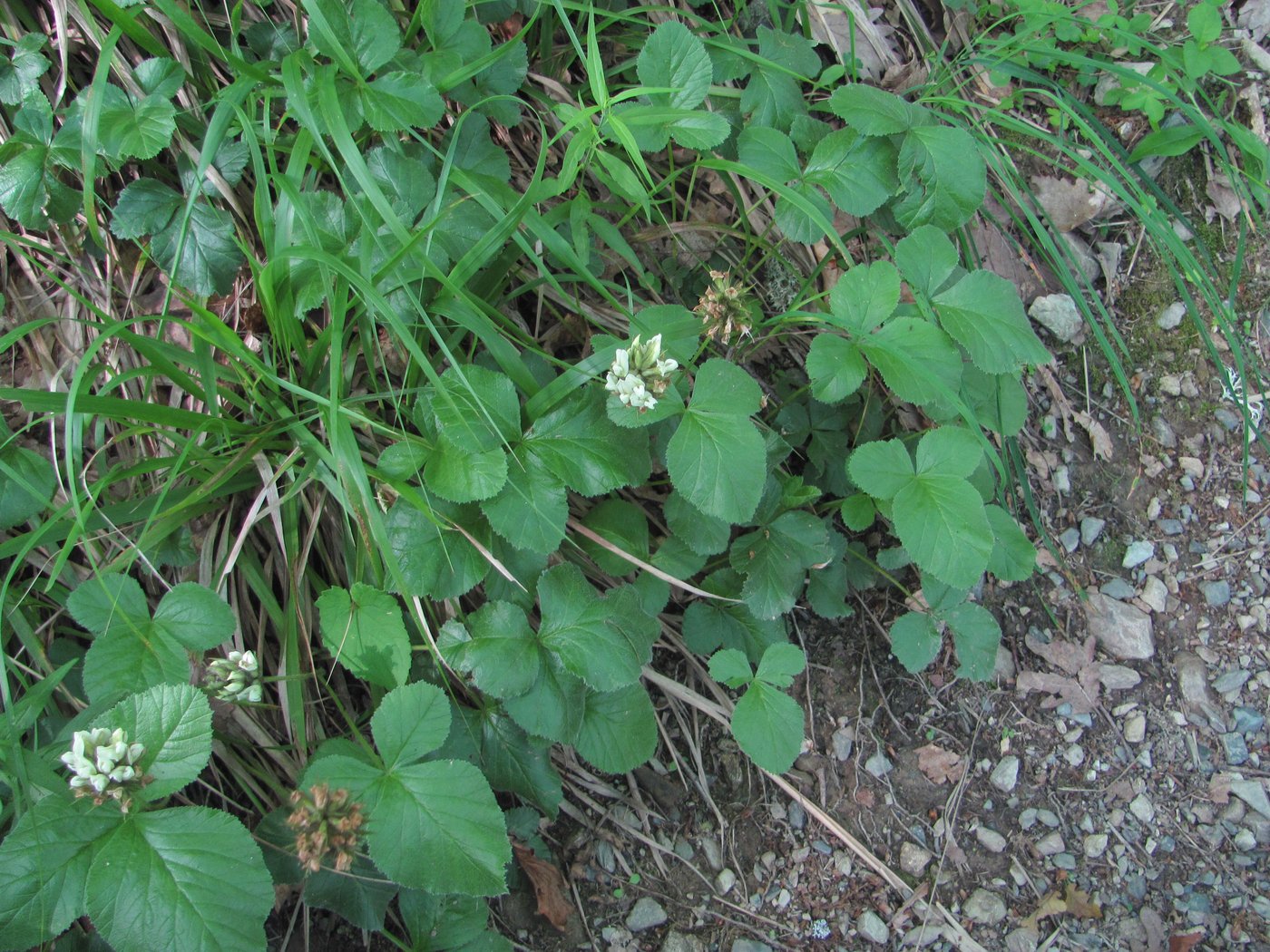 Изображение особи Psoralea acaulis.