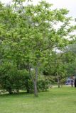 Juglans mandshurica