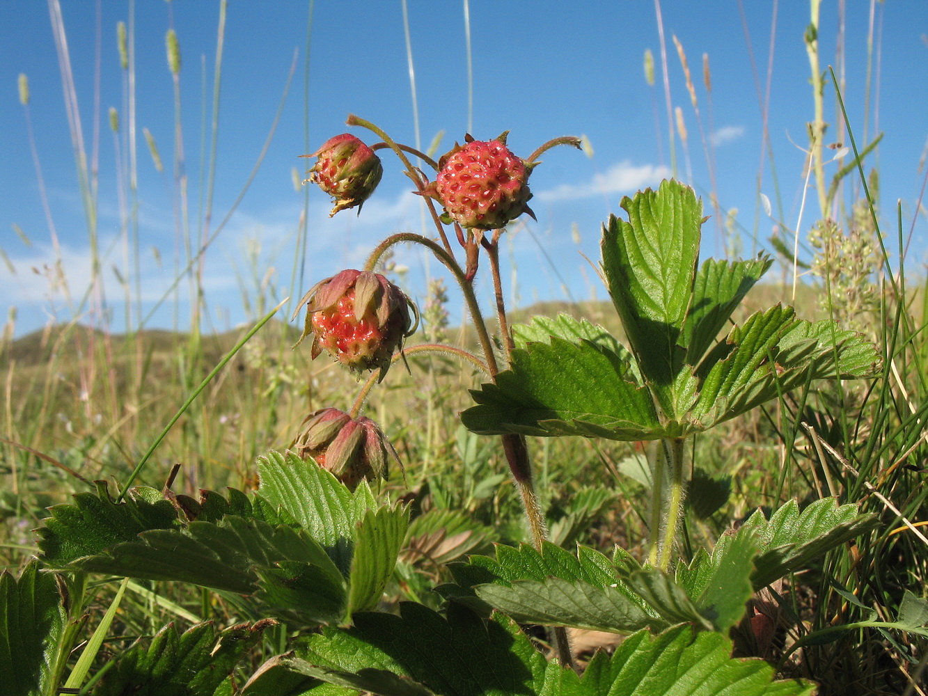 Image of Fragaria viridis specimen.