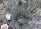 Carex flava