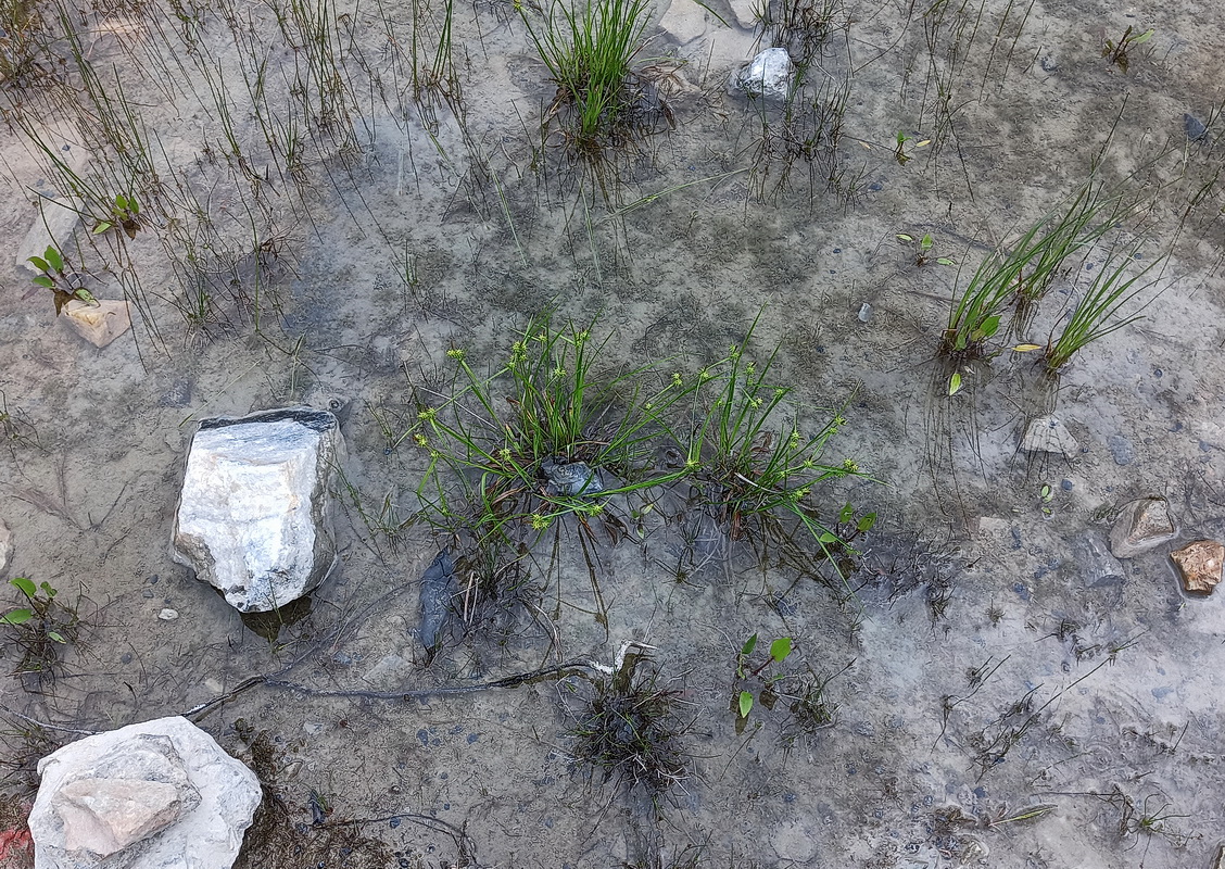 Image of Carex flava specimen.