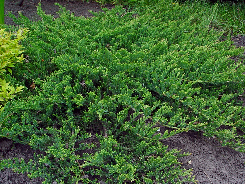 Изображение особи Juniperus horizontalis.