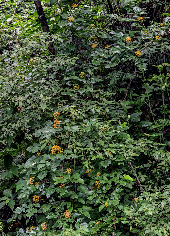 Изображение особи Rubus coreanus.
