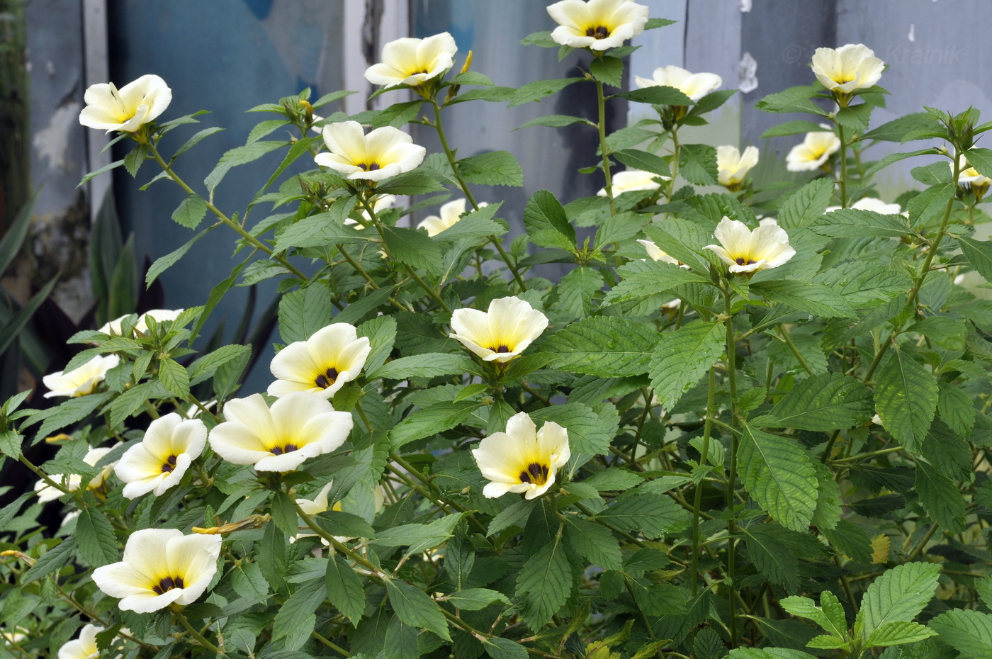 Изображение особи Turnera subulata.