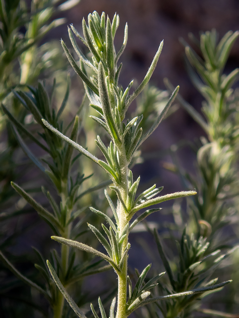 Image of Bassia prostrata specimen.
