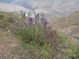 Nepeta grandiflora